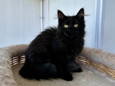 сибирские котята