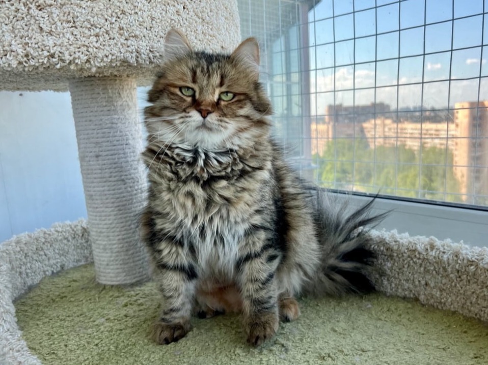 сибирская кошкаVasilisa Golden Dream