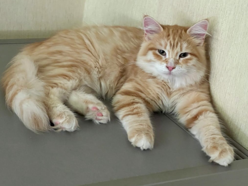 сибирский котенок продажа купить