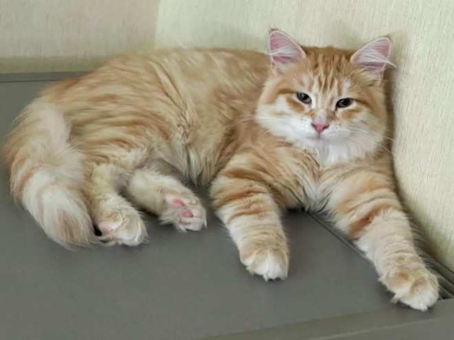 сибирские котята в спб
