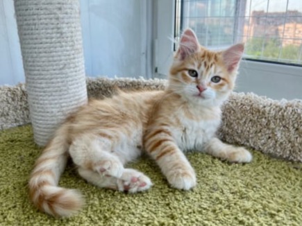сибирские котята