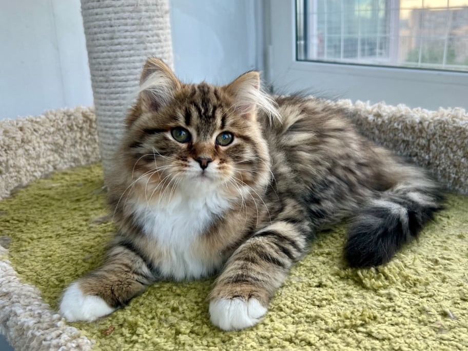 сибирский котенок продажа купить