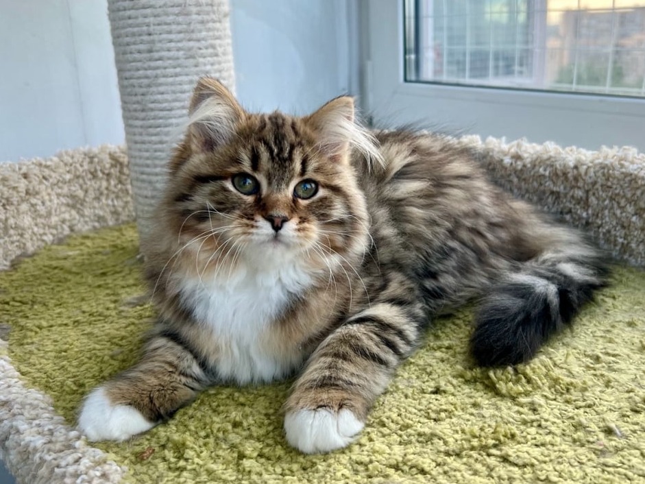 сибирские котята в спб