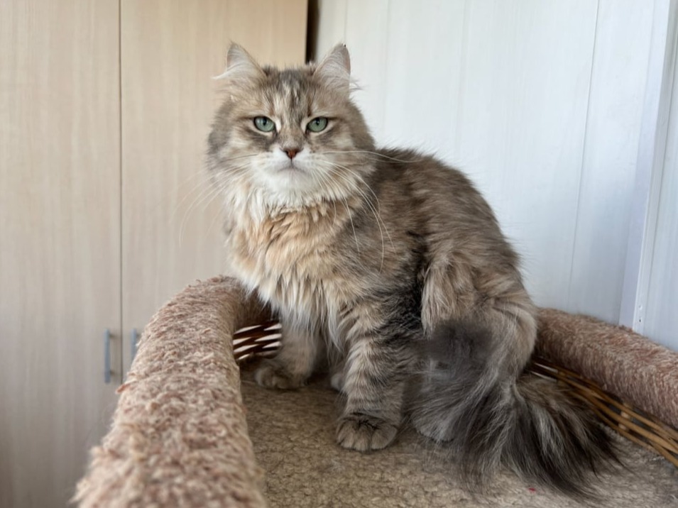 siberian kitten sale available