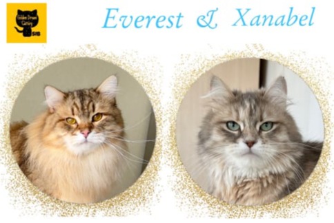 siberian kitten sale available