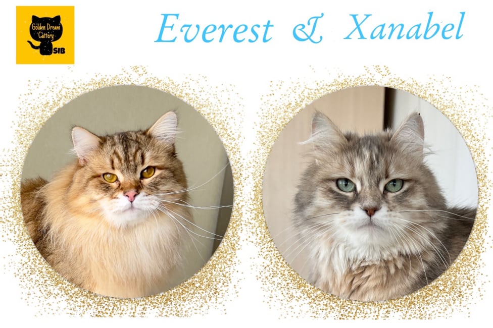 siberian kitten sale available