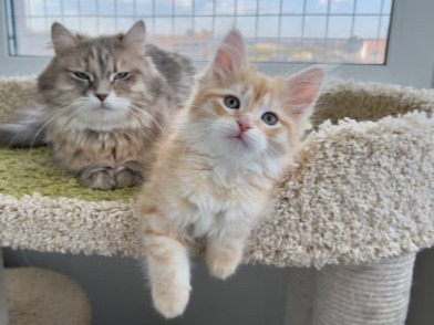 сибирские котята