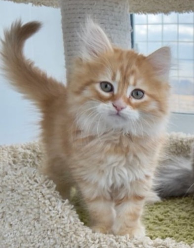 сибирский котенок продажа купить