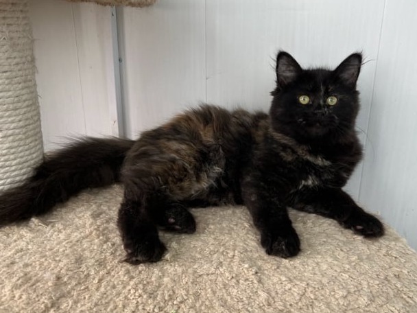 купить сибирского котенка в спб