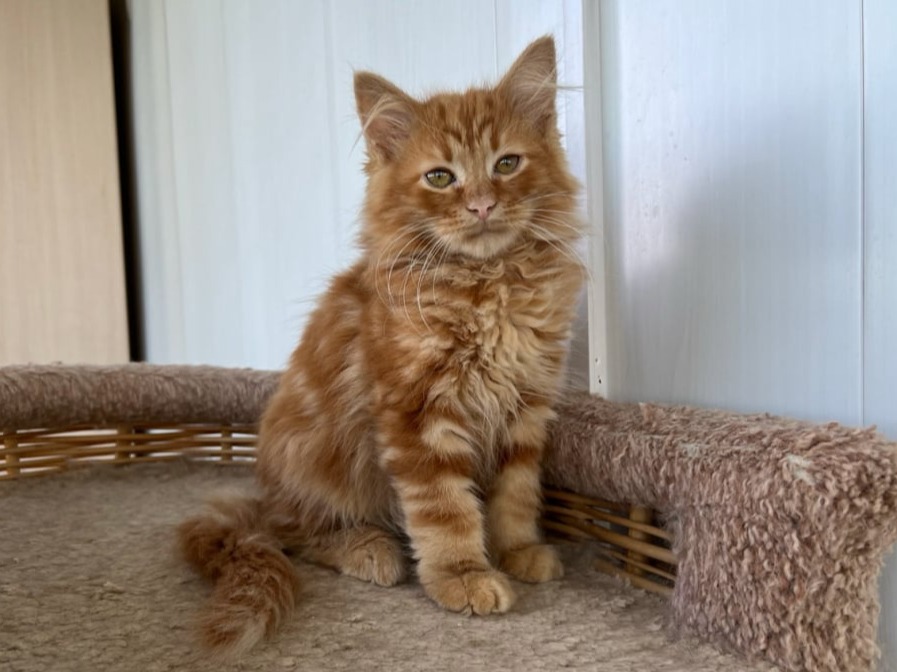сибирский котенок продажа купить