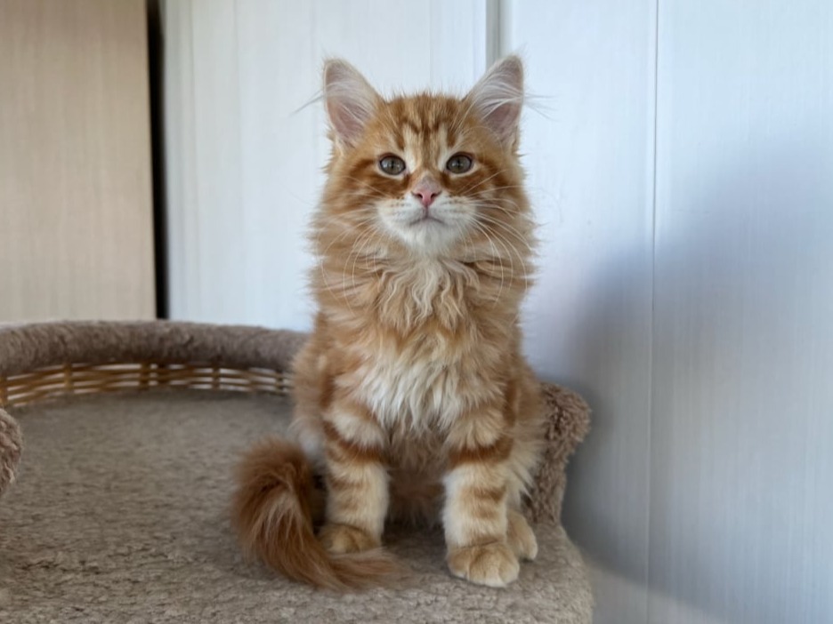 сибирский котенок продажа купить