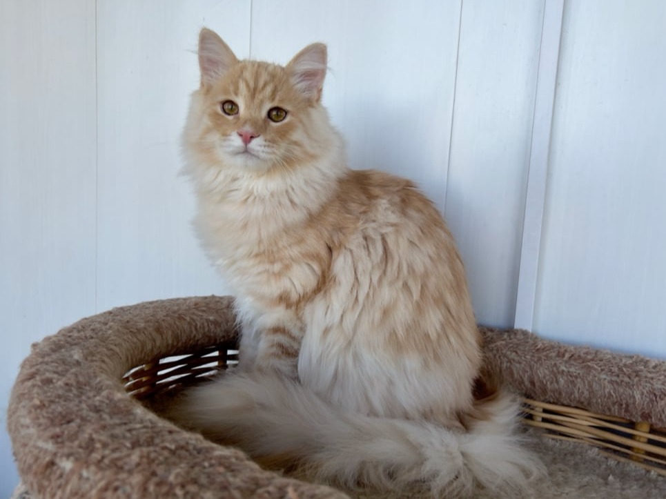 сибирский котенок продажа купить