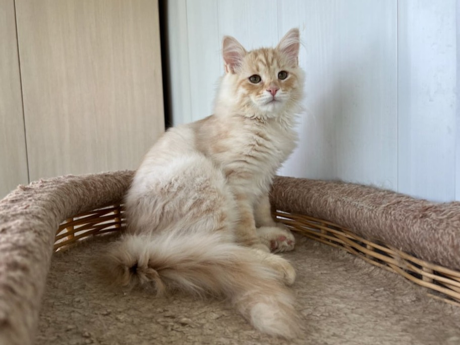 сибирский котенок продажа купить