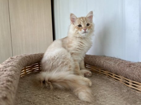 купить сибирского котенка в спб