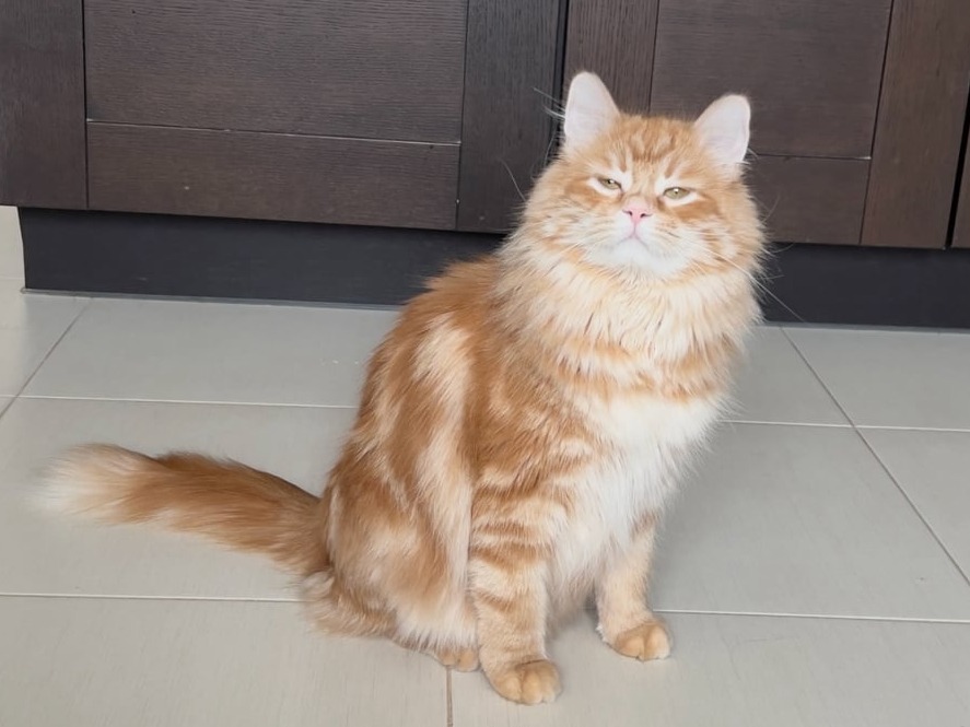 siberian kitten sale available
