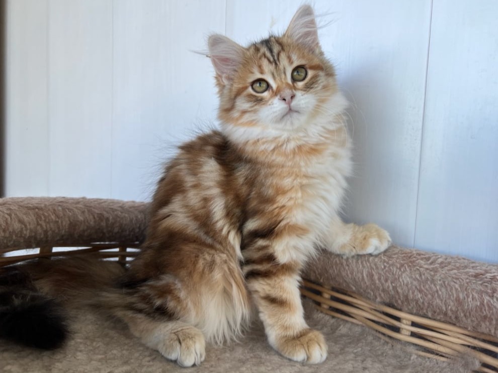 сибирский котенок продажа купить