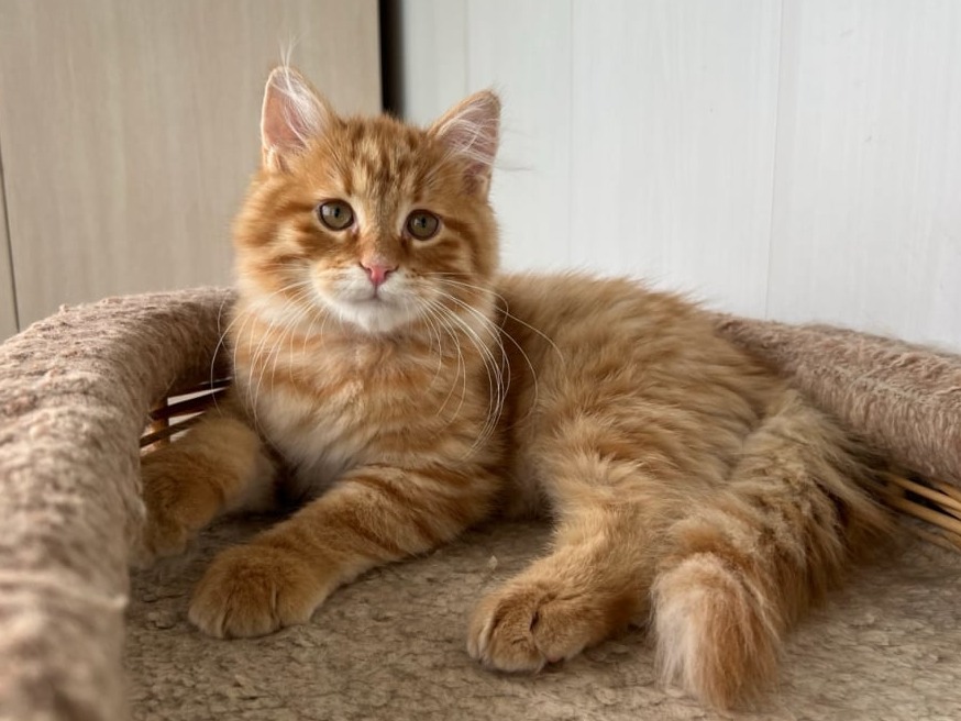сибирский котенок продажа купить