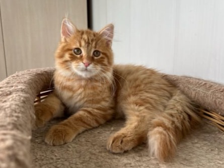 сибирские котята