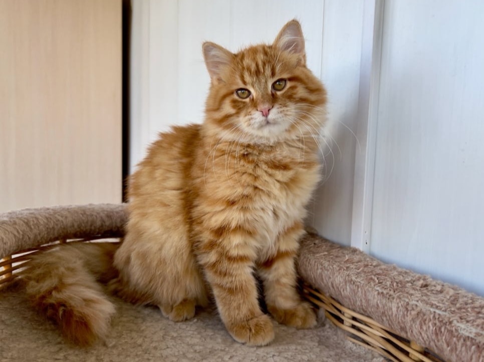 сибирский котенок продажа купить