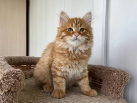 сибирские котята