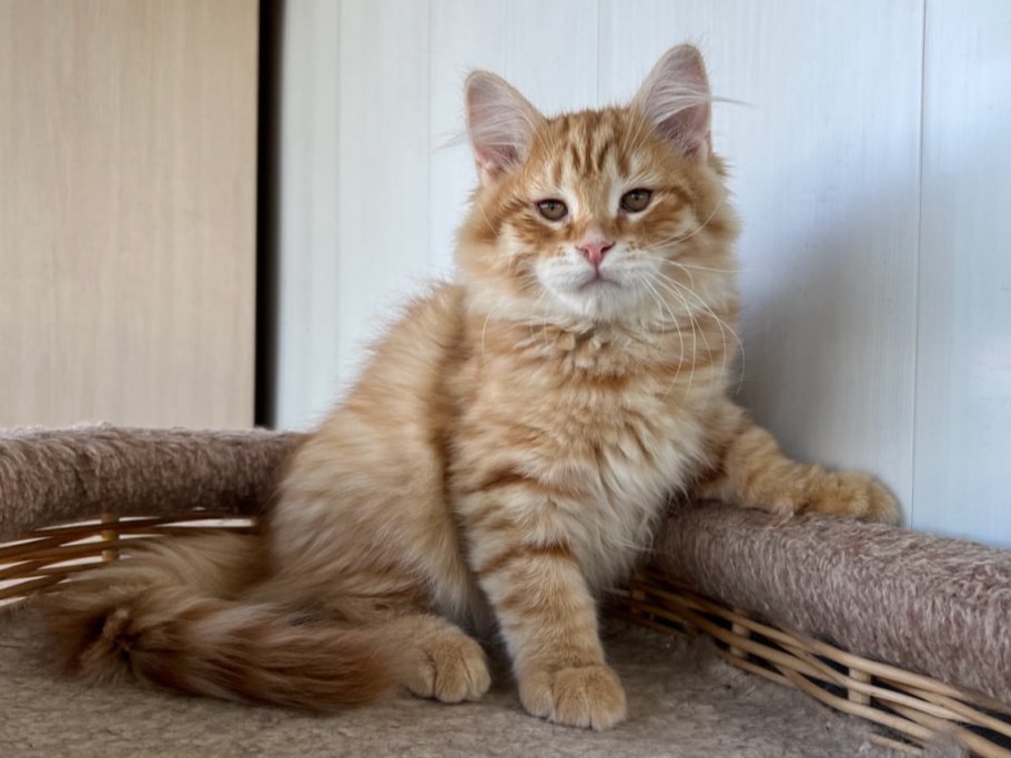 сибирский котенок продажа купить