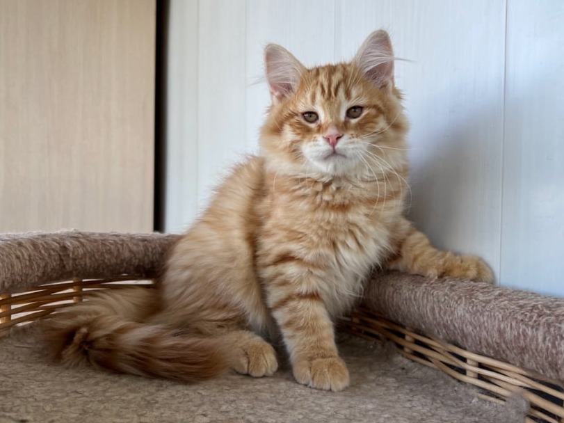 сибирские котята в спб