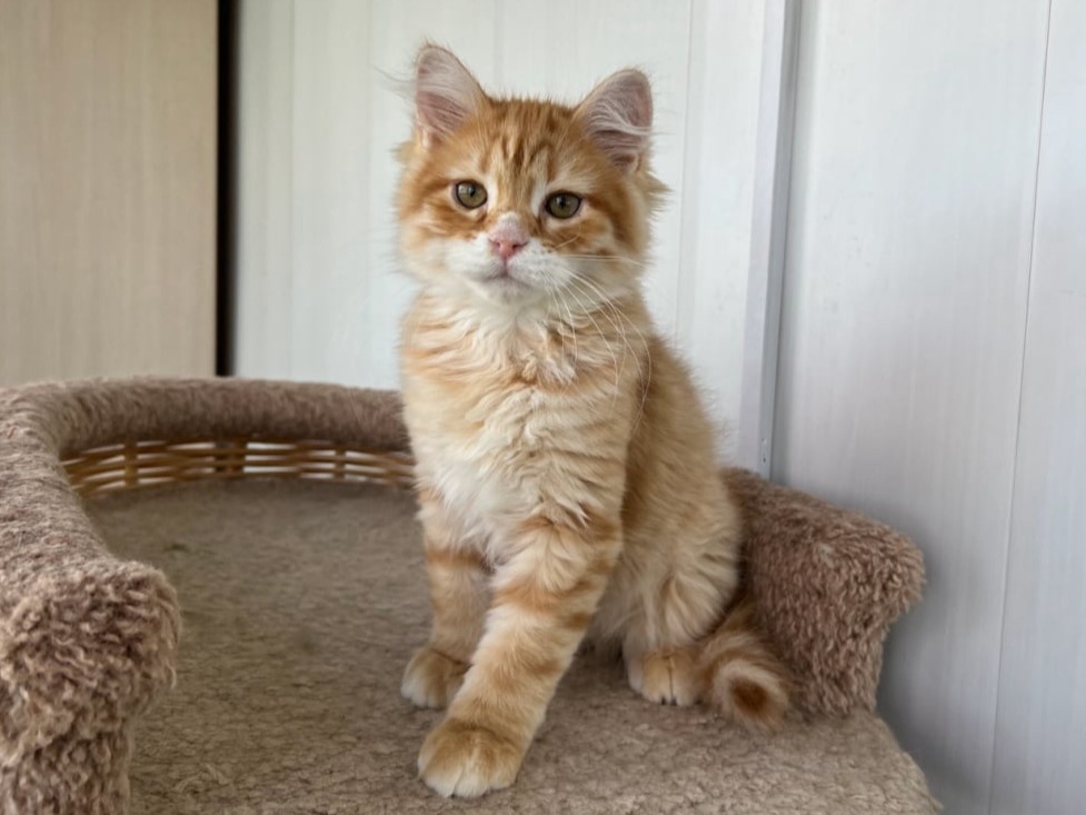сибирский котенок продажа купить