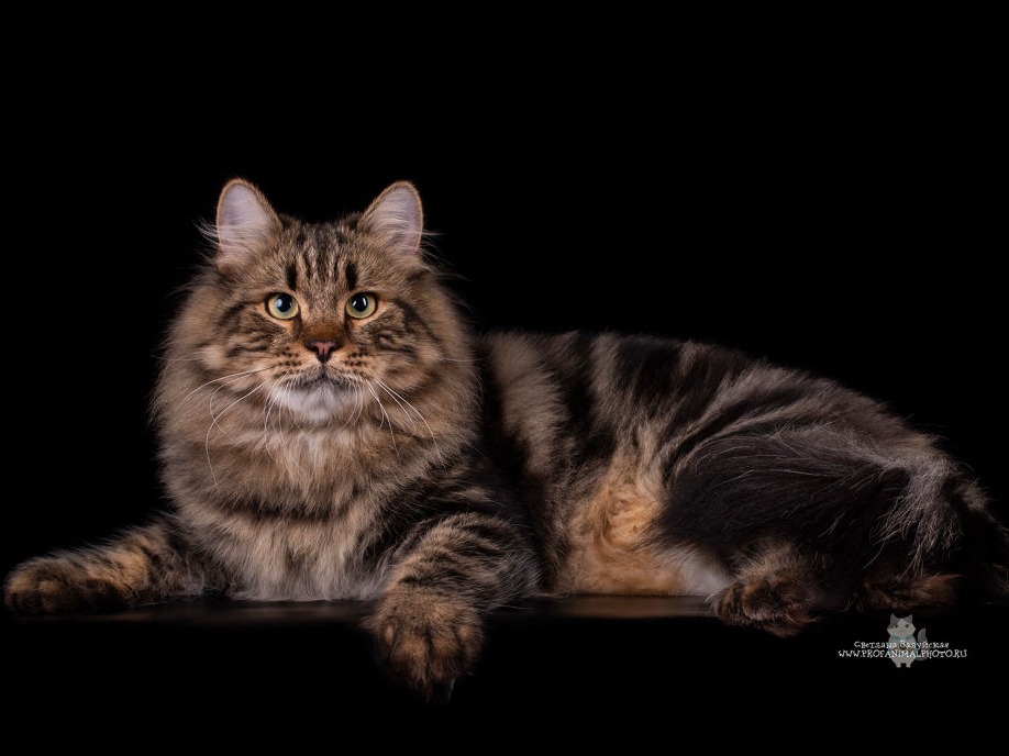сибирский кот Pamir Sibirushka