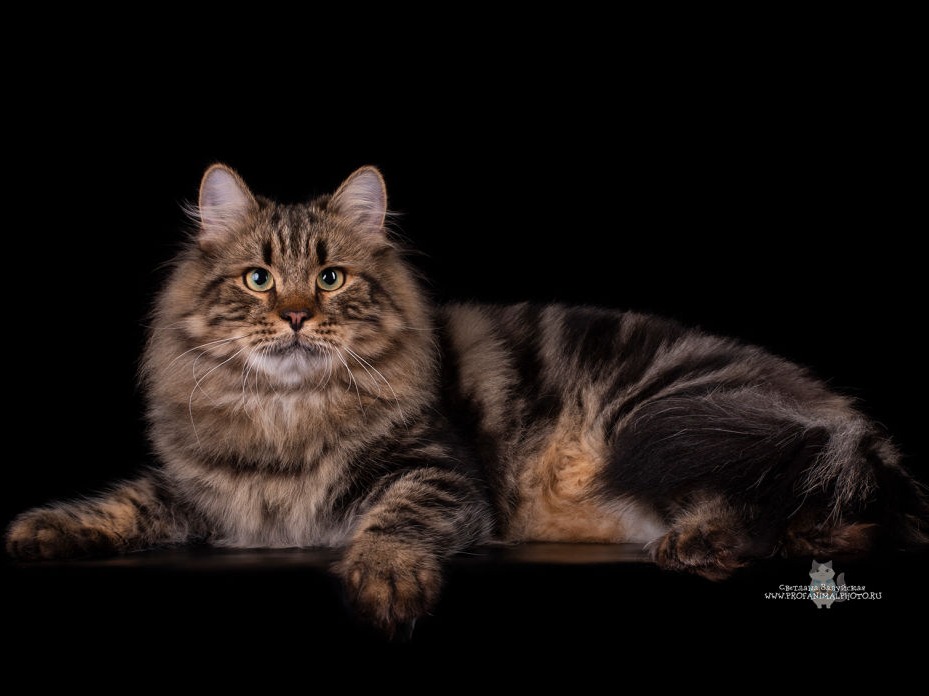 сибирский кот Angelur