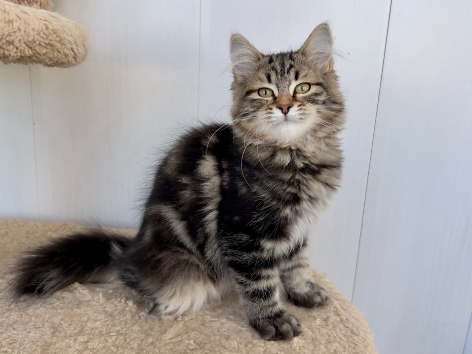 сибирский котенок продажа купить