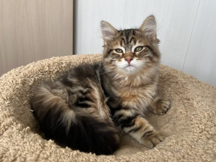 сибирские котята в спб