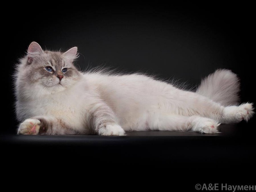 сибирский кот Lotos