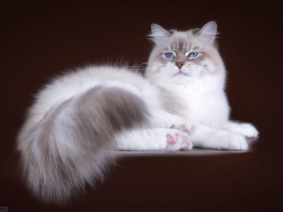 сибирский кот Zlatoust